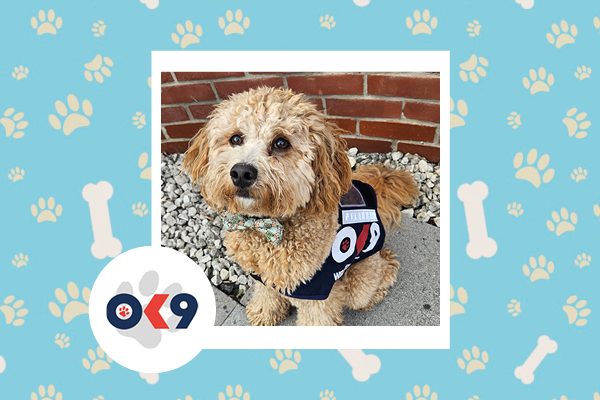 OK9 dog Barkley Bedfordshire