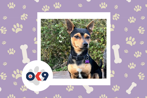 OK9 dog Goji Bear Bedfordshire