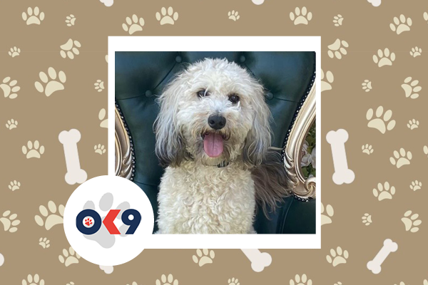 OK9 Dog Otis Stanley Surrey police