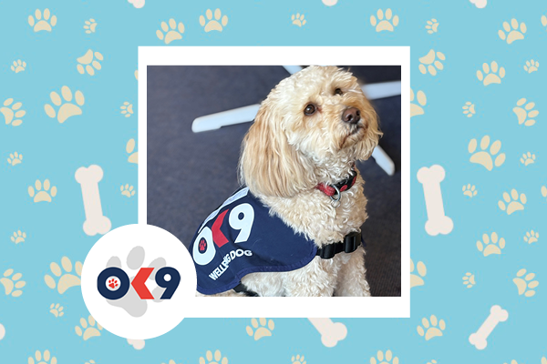 OK9 dog Winnie Surrey Police