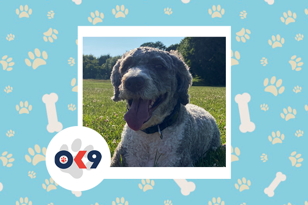 OK9 dog Arthur Sussex Police