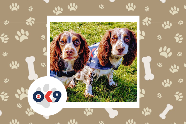 OK9 dogs Reyna and Terra Sussex Police
