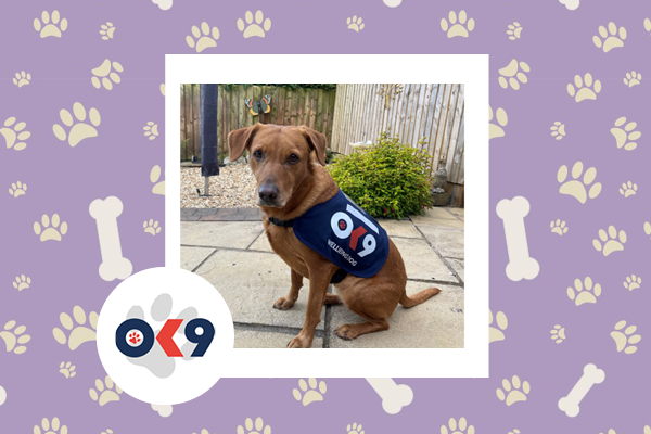 OK9 dog Fern West Mercia Police