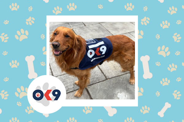 OK9 Dog Red Bedfordshire Police