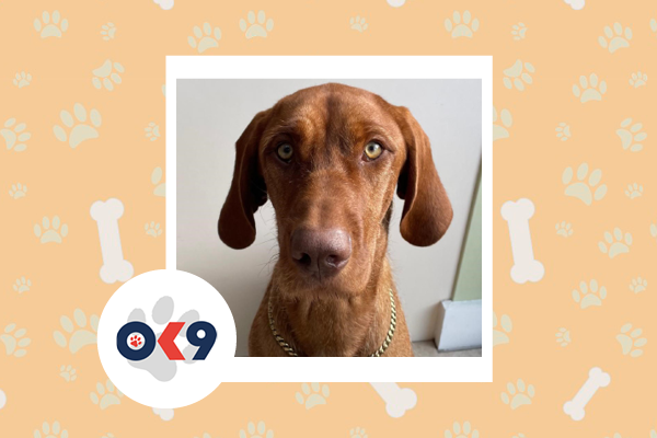 OK9 Dog Surrey Blue