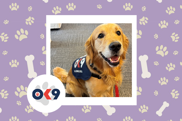 OK9 Dog Pasta Avon and Somerset