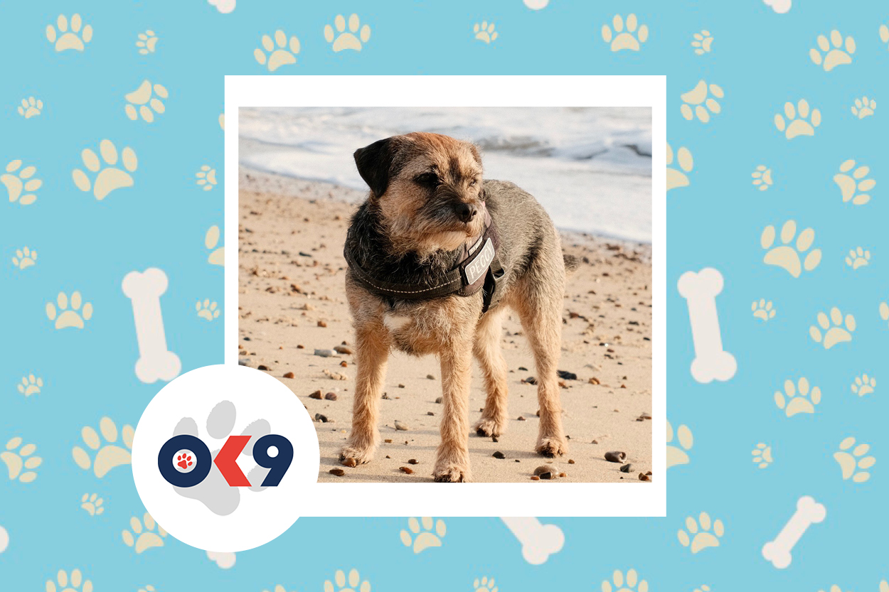 OK9 Dog Peggy Norfolk Suffolk