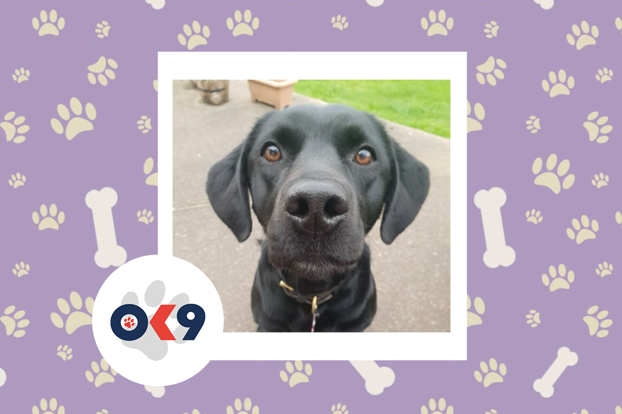 OK9 Dog Willow Staffordshire