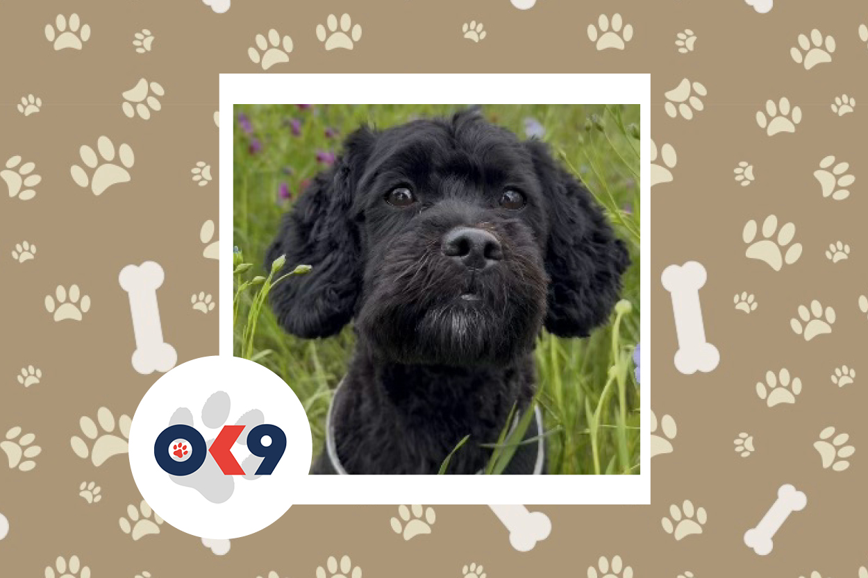 OK9 Dog Winnie Devon and Cornwall