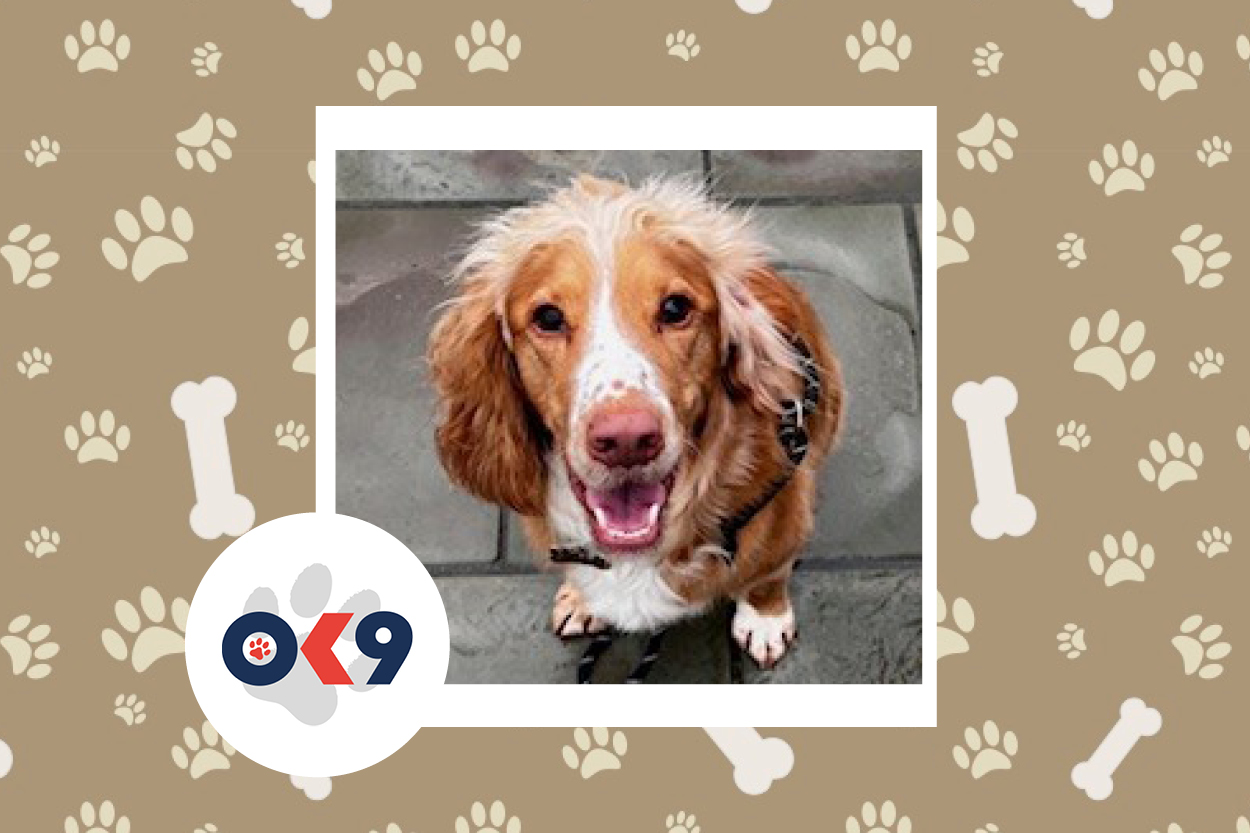 OK9 Dog Digby WYP