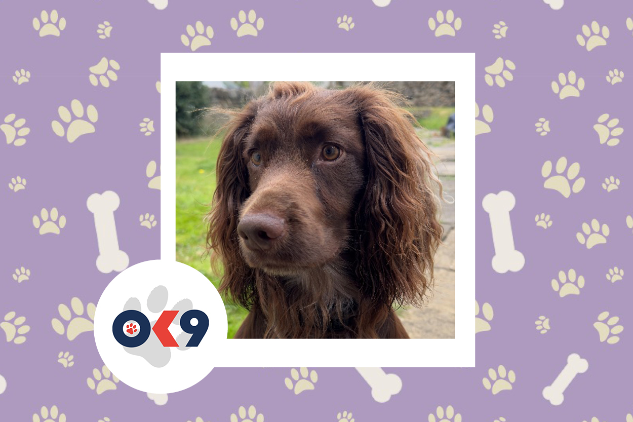 OK9 Dog Ozzy WYP