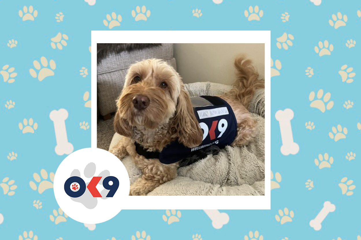 OK9 Dog Bruno Cambs