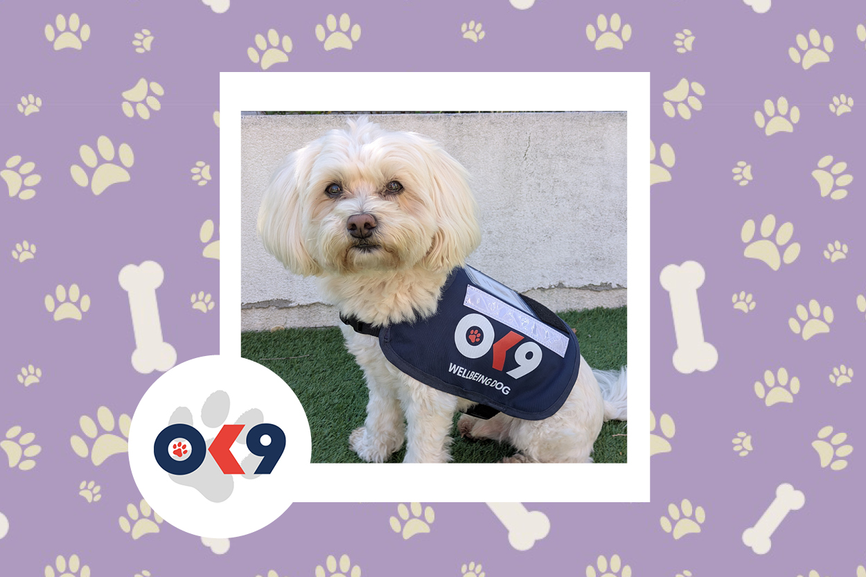 OK9 dog Herbie Glocestershire