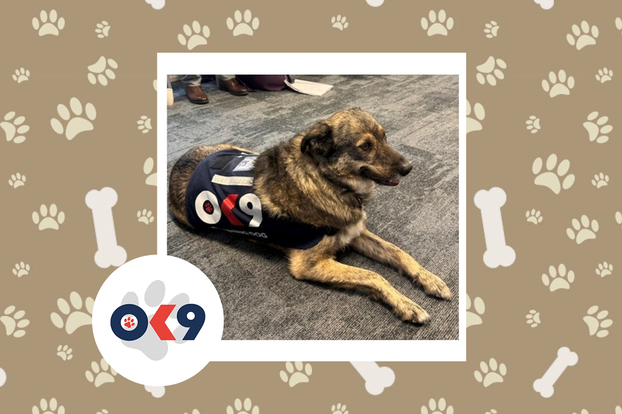 OK9 Dog Marley - Suffolk