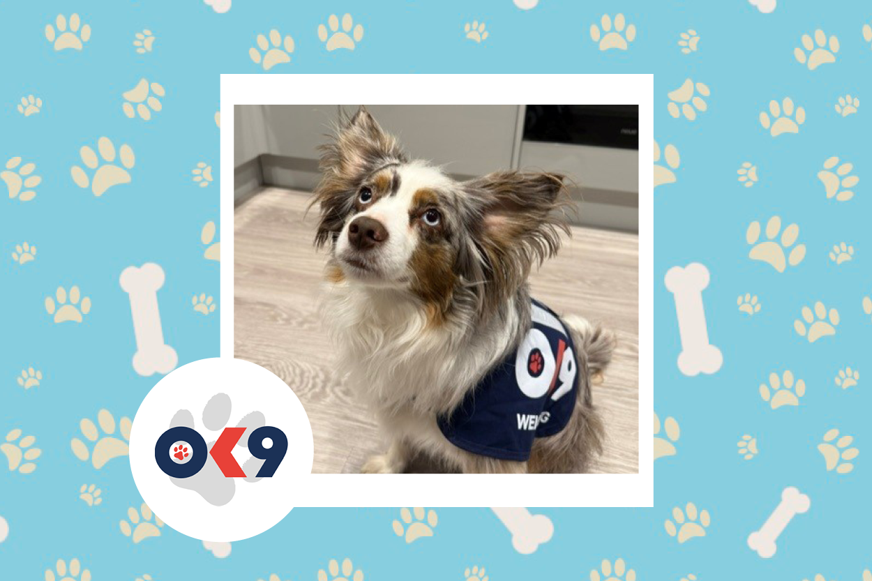 OK9 dog Arlo Norfolk and Suffolk