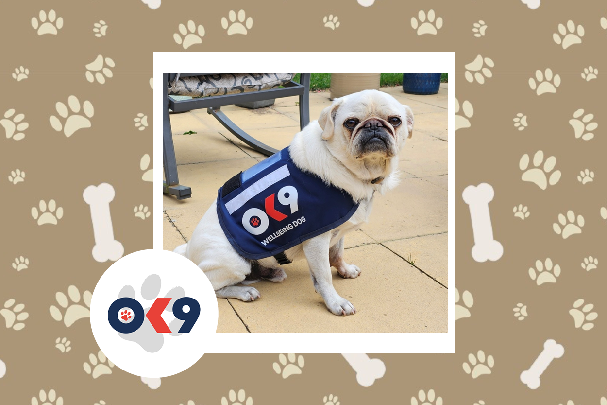 OK9 Dog George Warwickshire