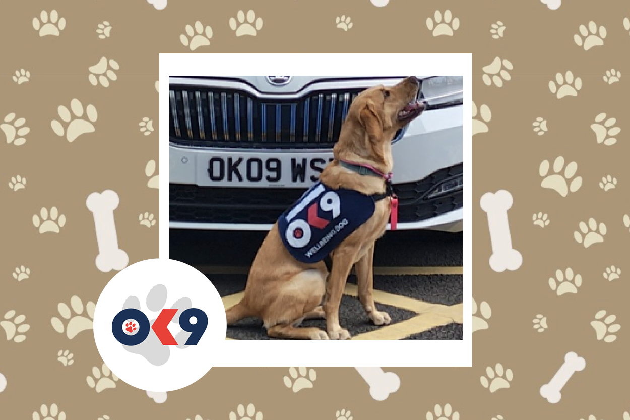 OK9 Dog Evie Gloucestershire