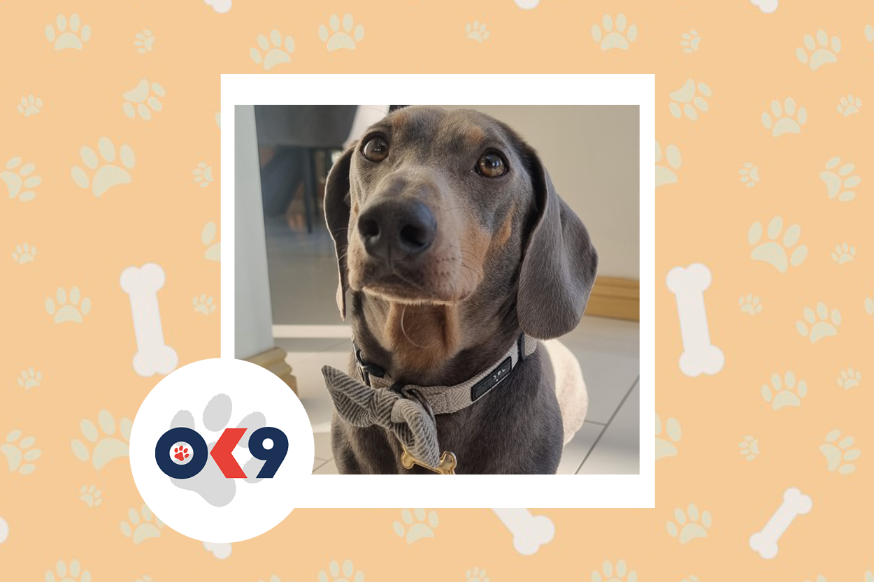 OK9 dog Percy Gloucestershire
