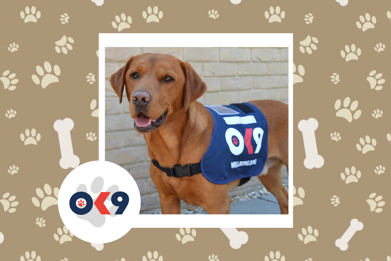 OK9 Dog Phoenix Cambs