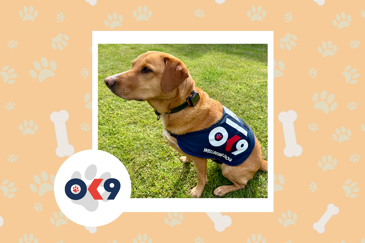 OK9 Dog Smudge Norfolk and Suffolk