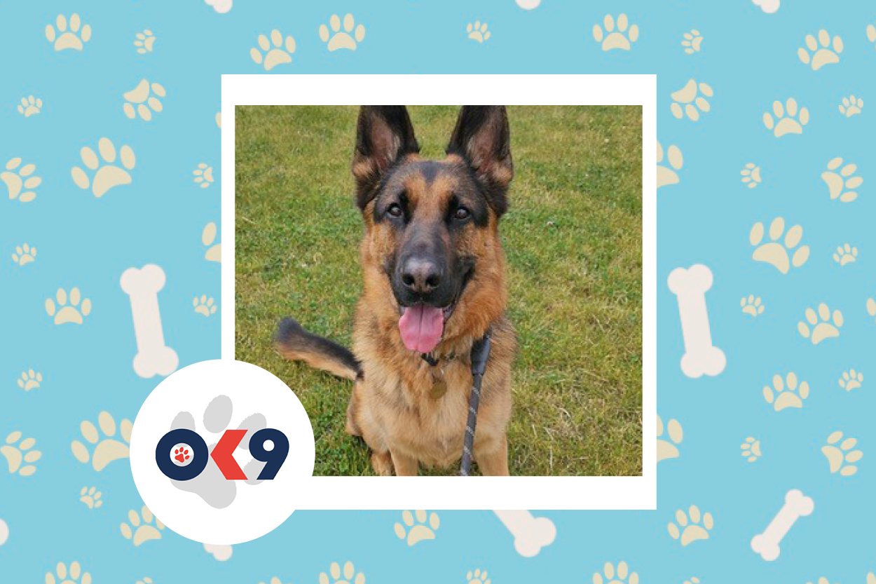 OK9 dog Zues Northants